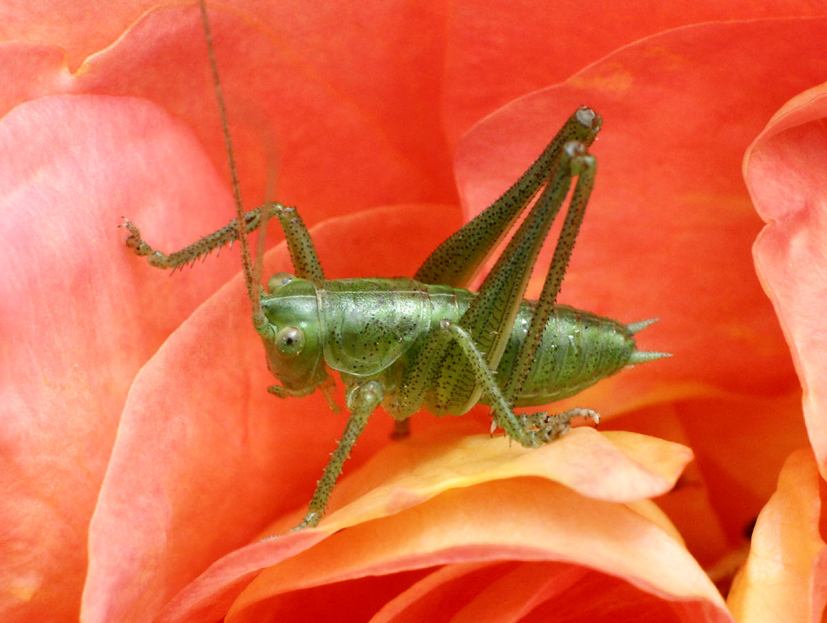 Tettigonia sp - neanide